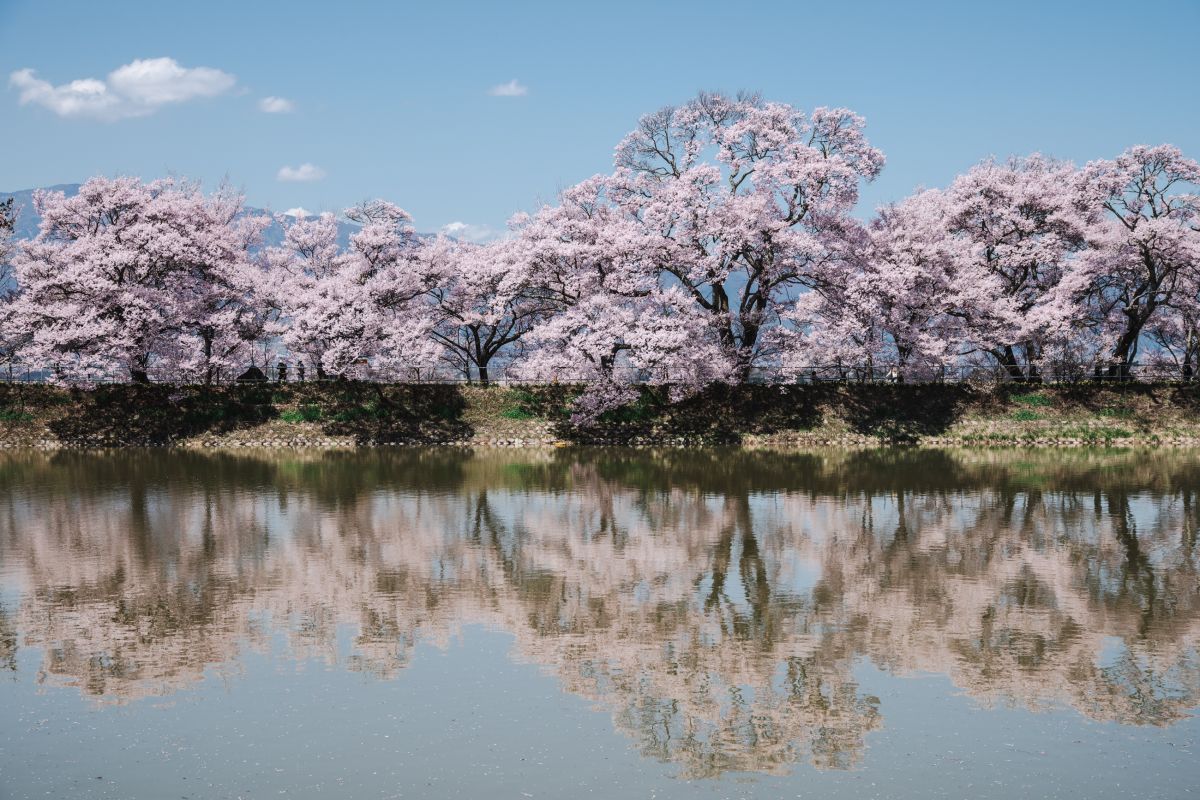 南信州の桜旅　六道の堤